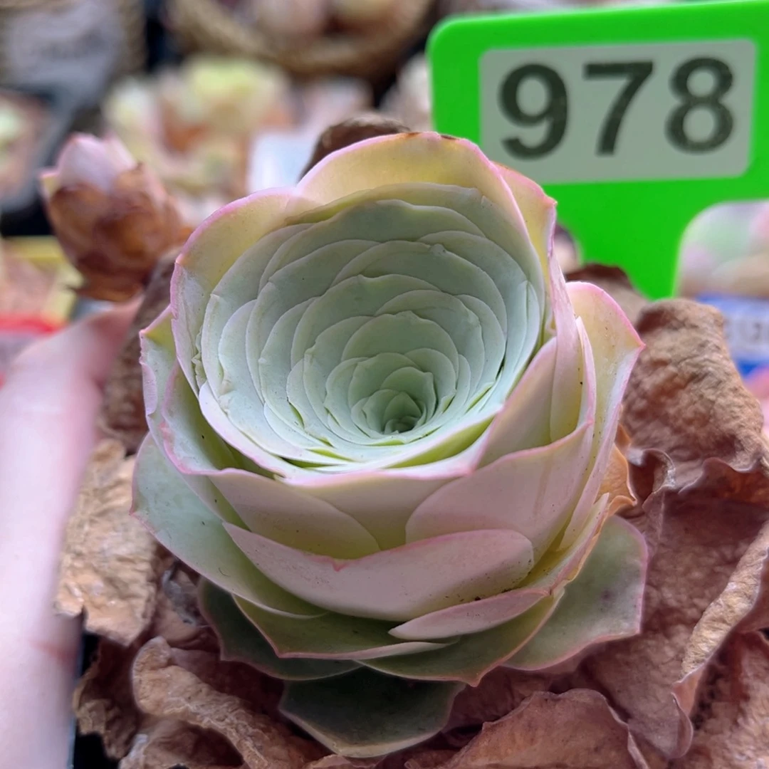 978 碧珠 一物一拍