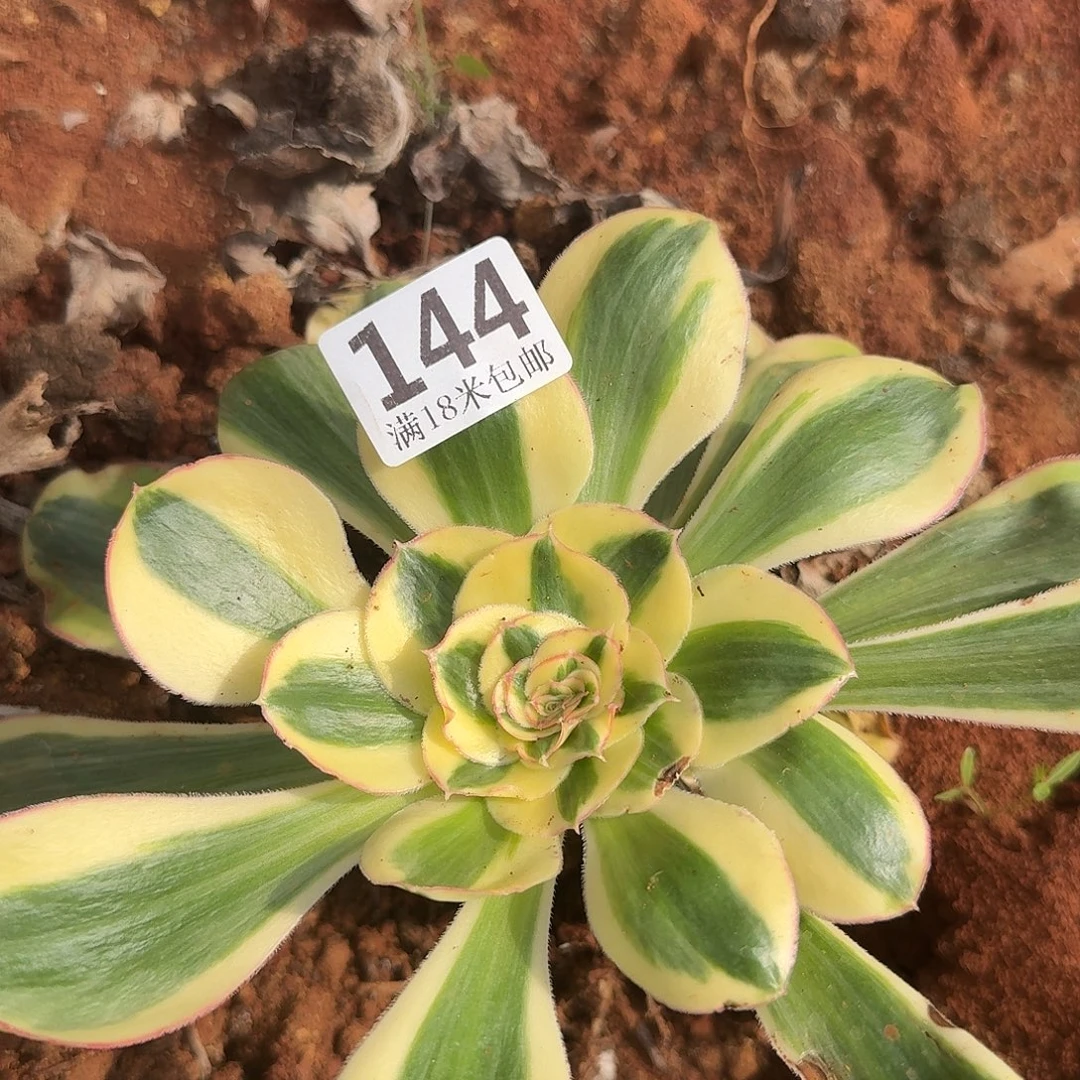 144王菲多肉福利发货