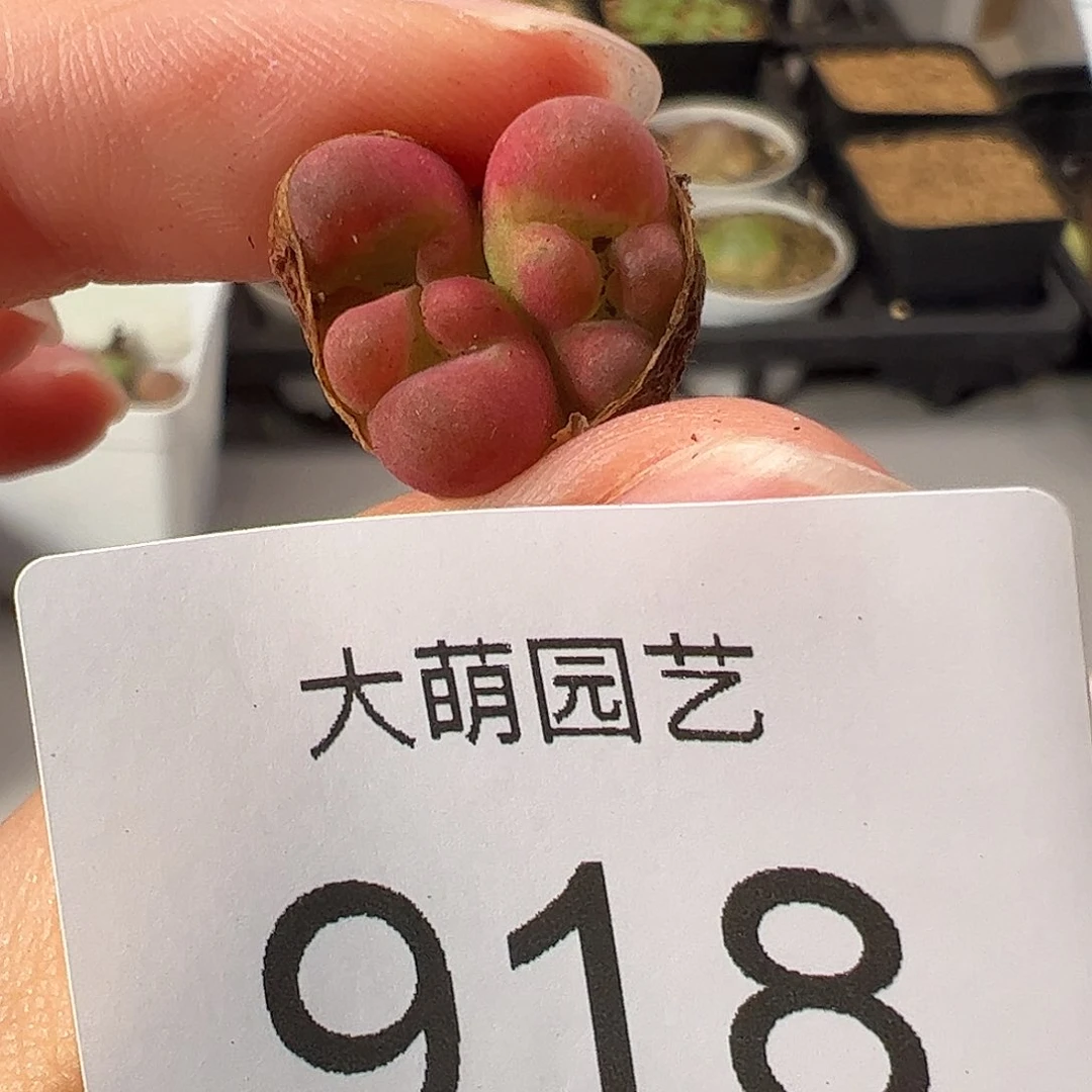 0000918 一物一拍。