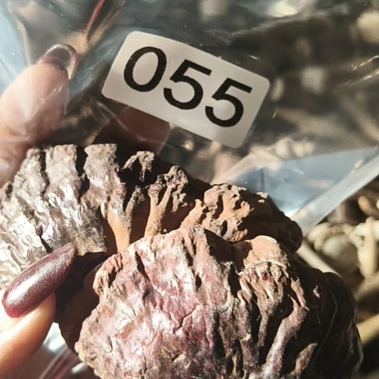 *****鹿角鹿角鹿角鹿角鹿鹿