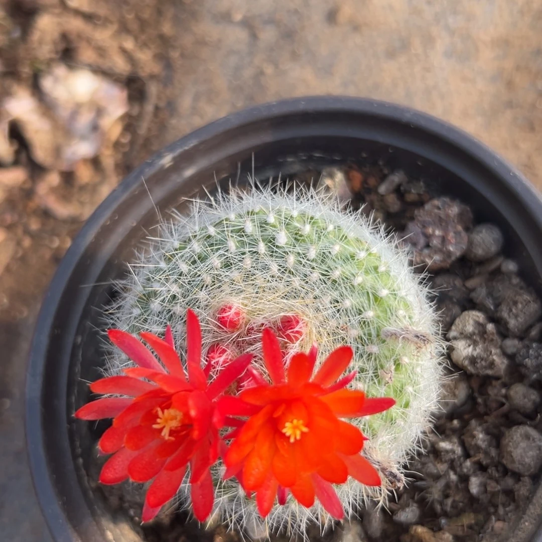 多破四座无言星欲稀植物中