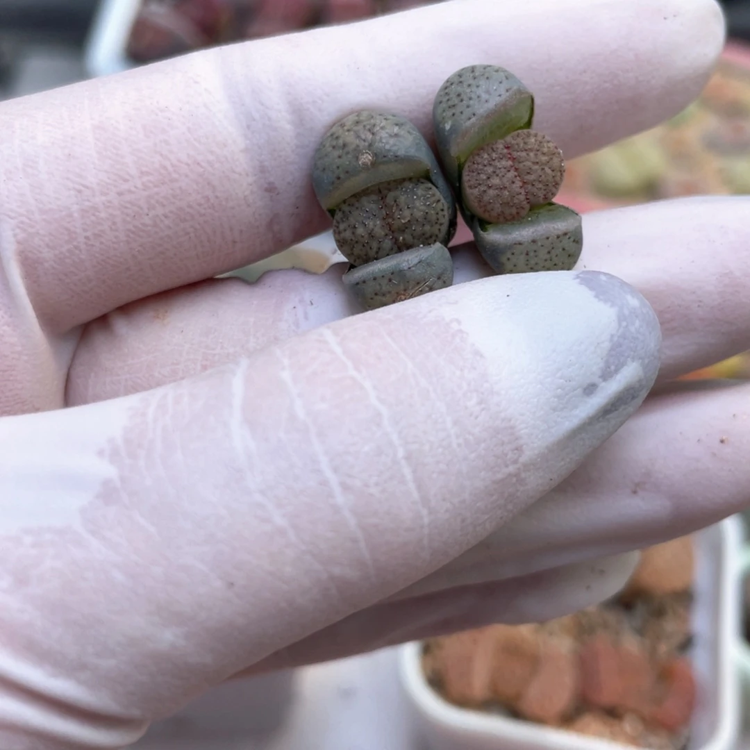 M****Z68号 8888888888888