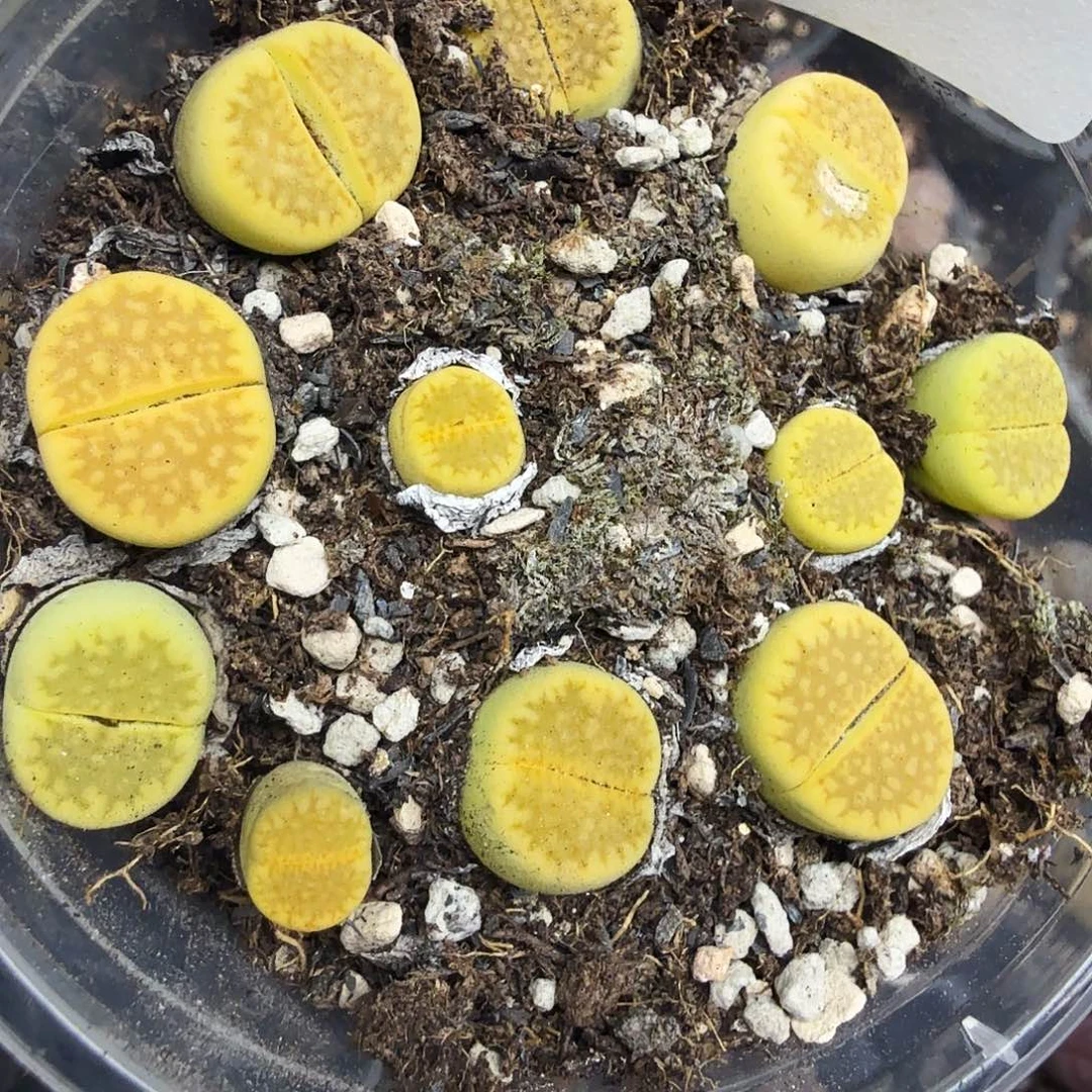 这个点睡起来都会梦中哭277我