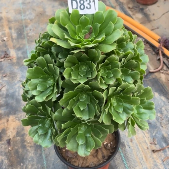 831绿羊绒不包断枝