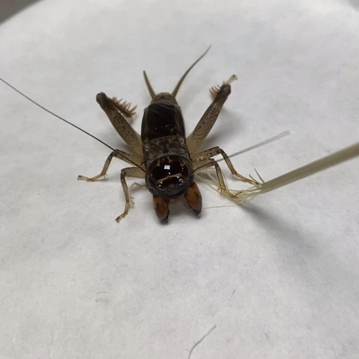 蟋蟀宁阳火系蟋蟀耐盘骨质硬