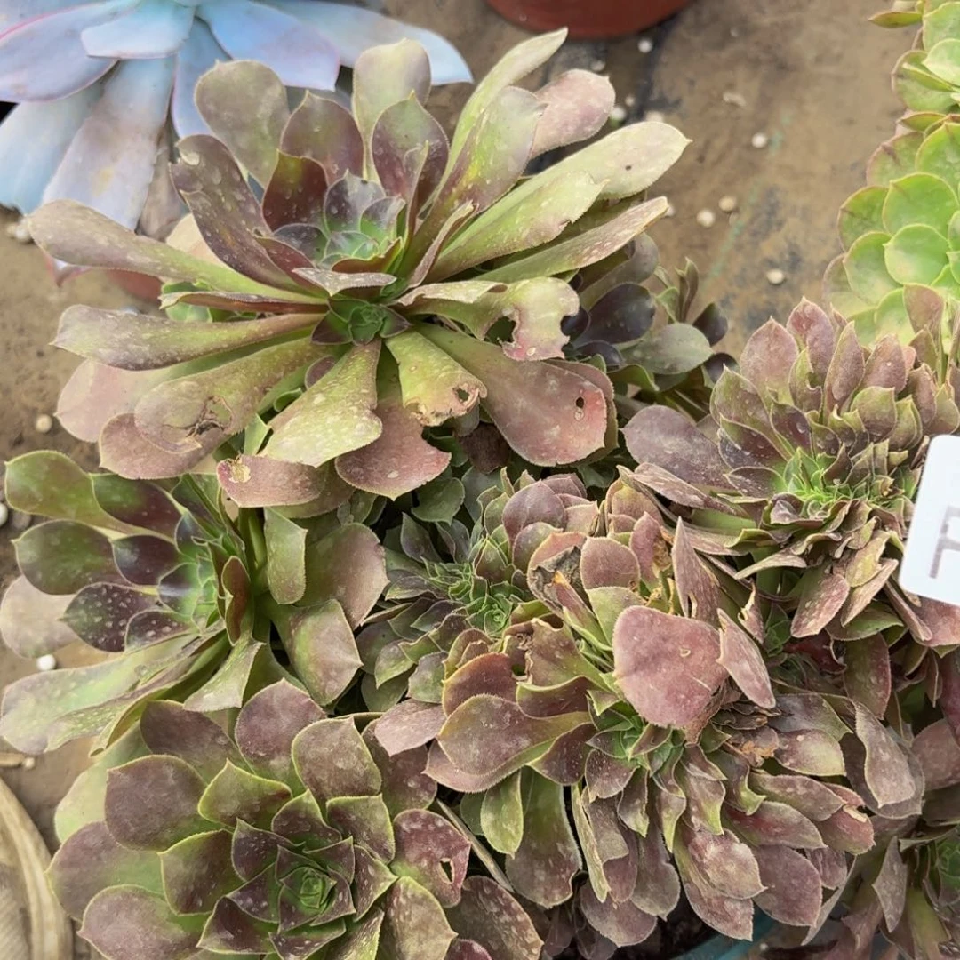 417多肉植物捧花的时候@