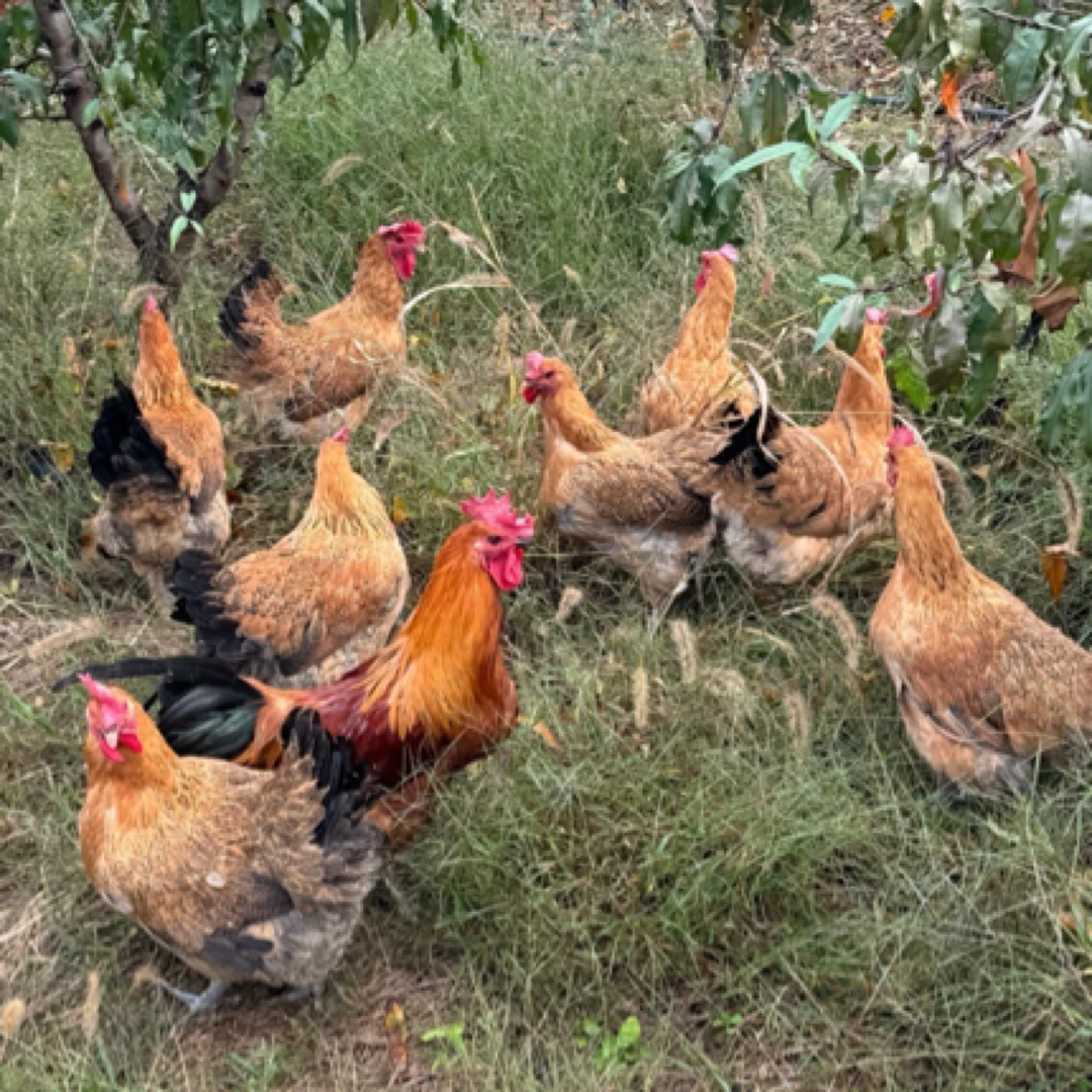 淮南草土鸡农家散养现选现杀肉质紧实坏单包赔