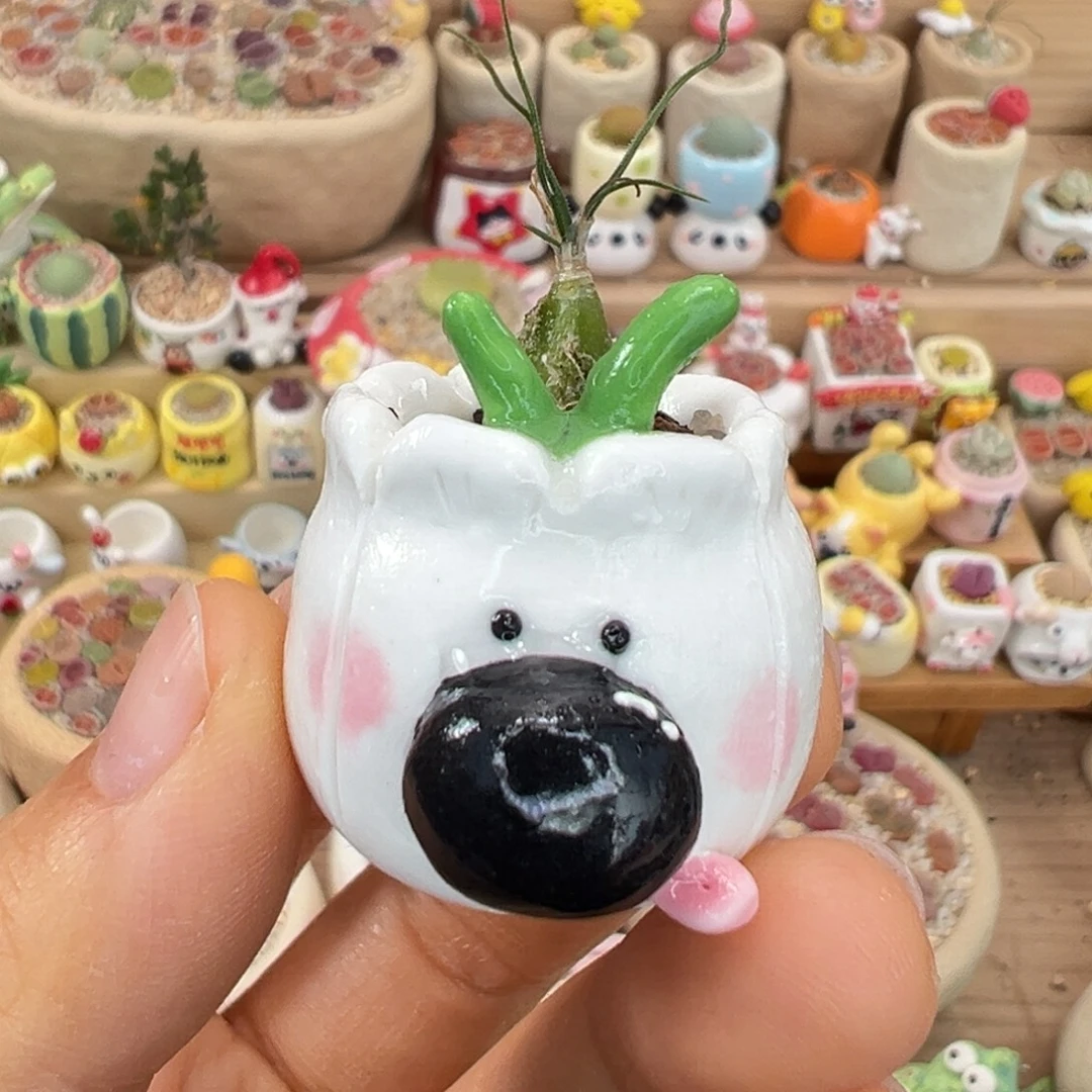 多肉植物95号海葱