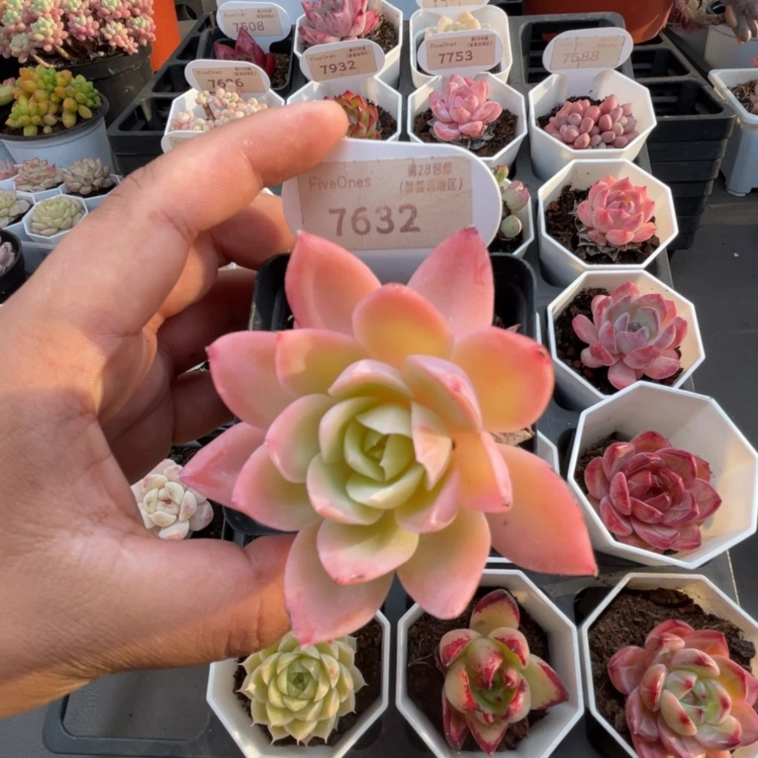 7632丝绸面纱 4.5厘米