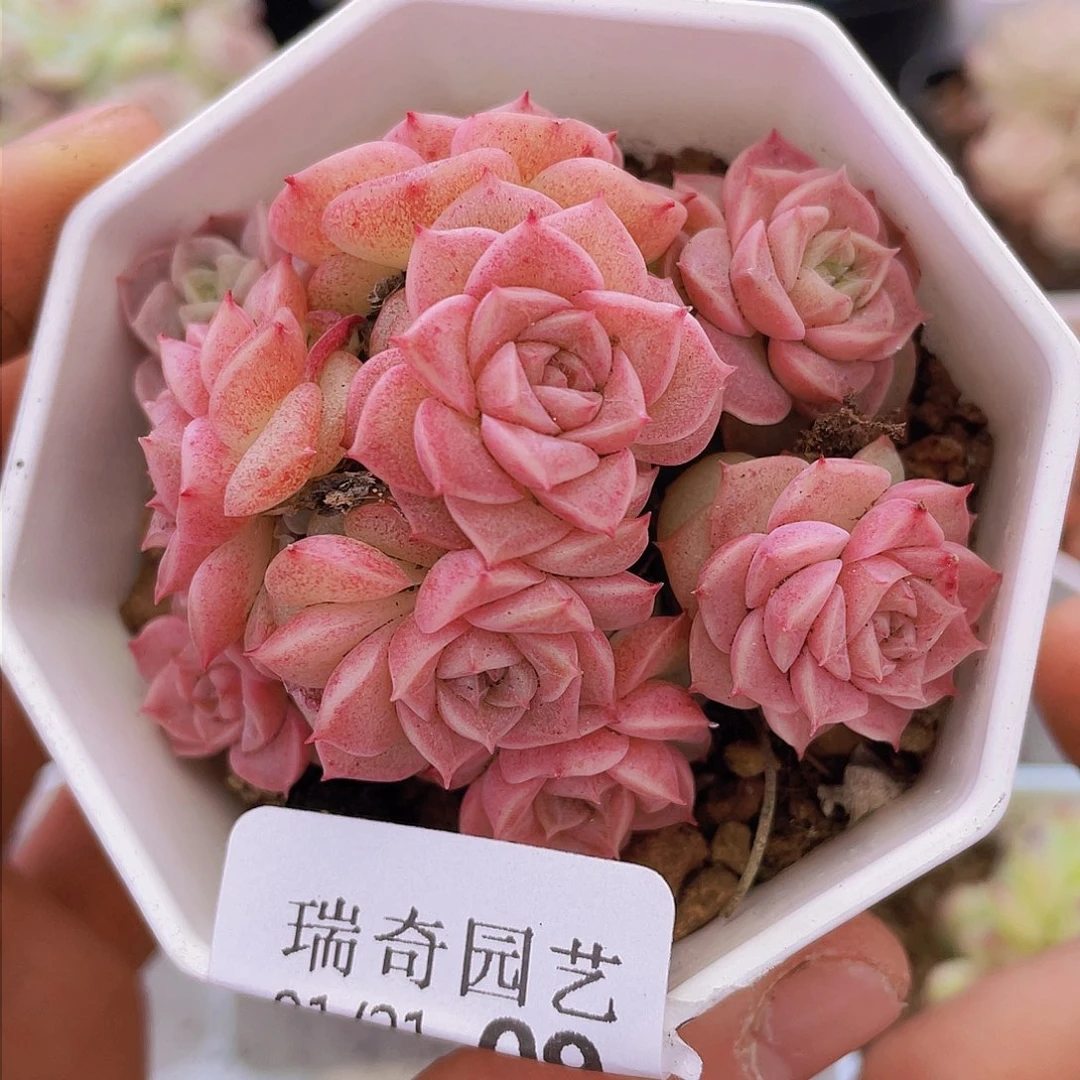 000000000000009量拍