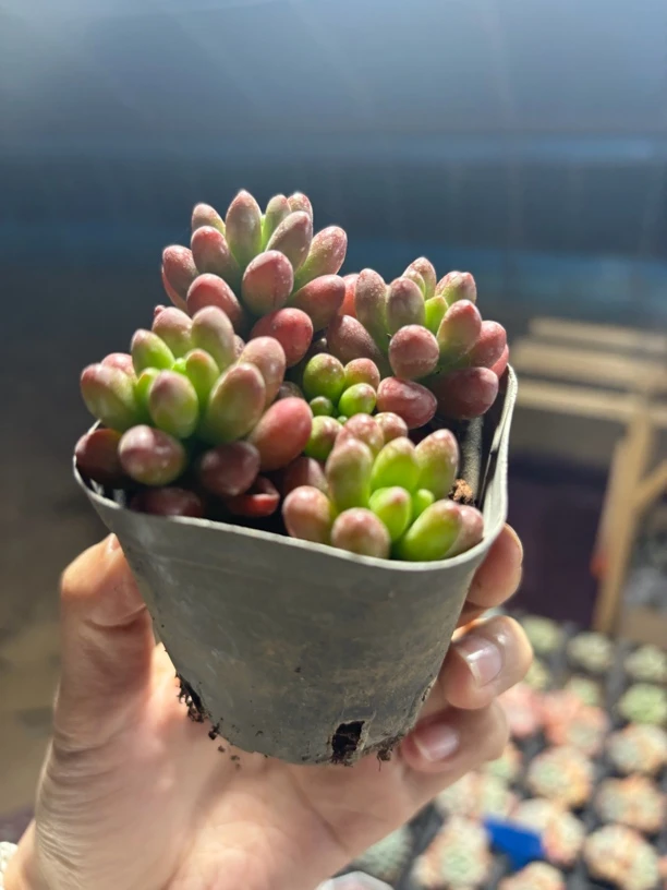 满9.9米包邮精品虹之玉多肉植物