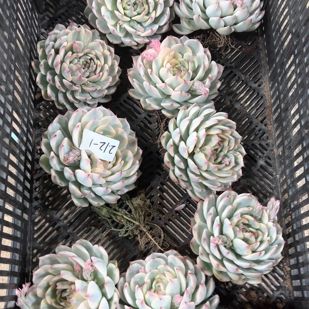 212-1大单头吉娃娃锦多肉随机