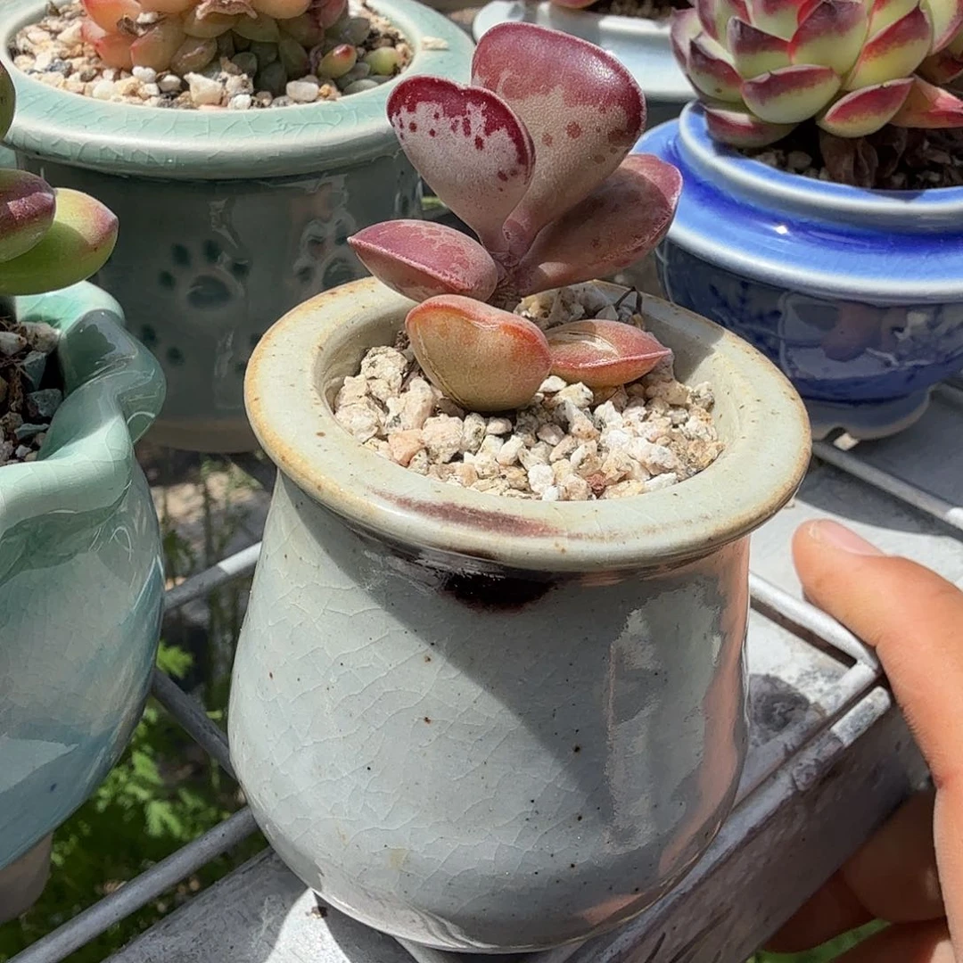 爱心水泡多肉植物