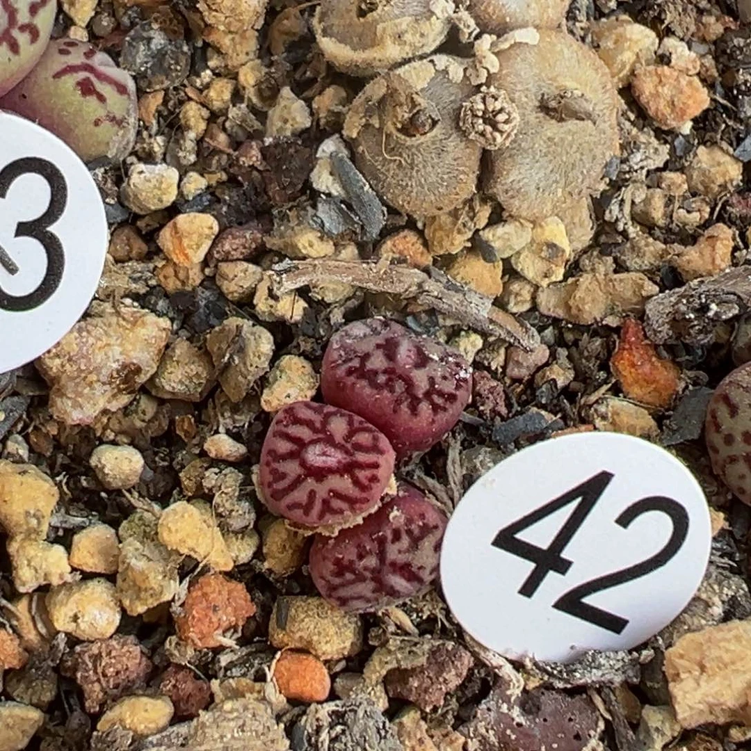 多肉植物111111111111111111