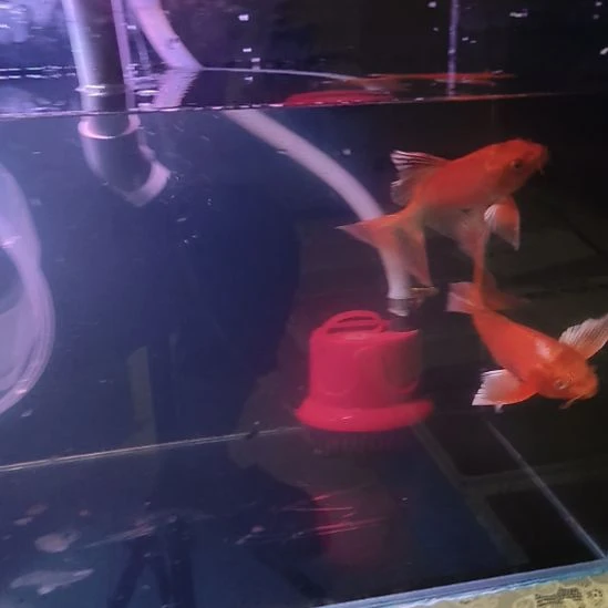 海水鱼红色普身蝴蝶鲤两条
