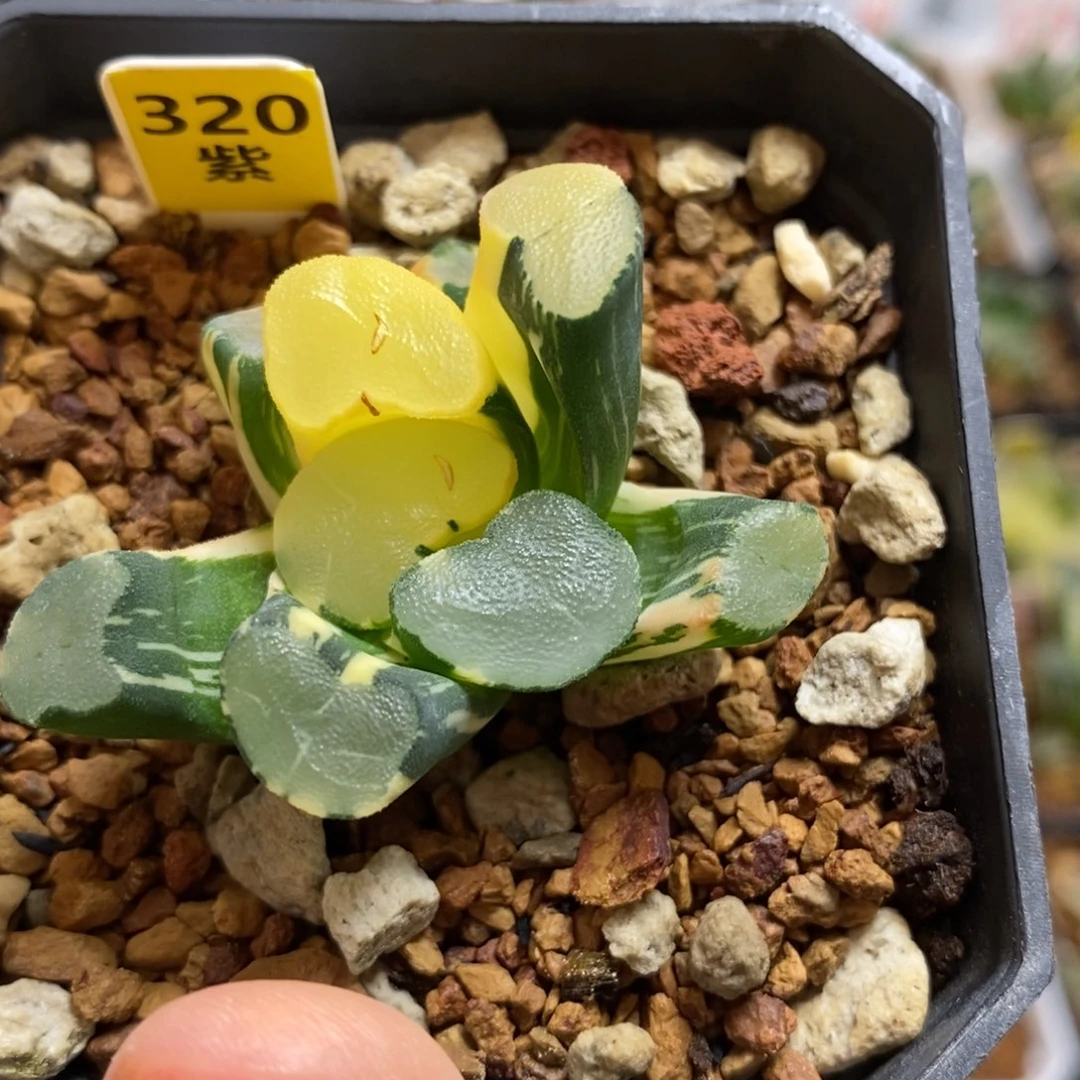 320大明湖万象多肉植物