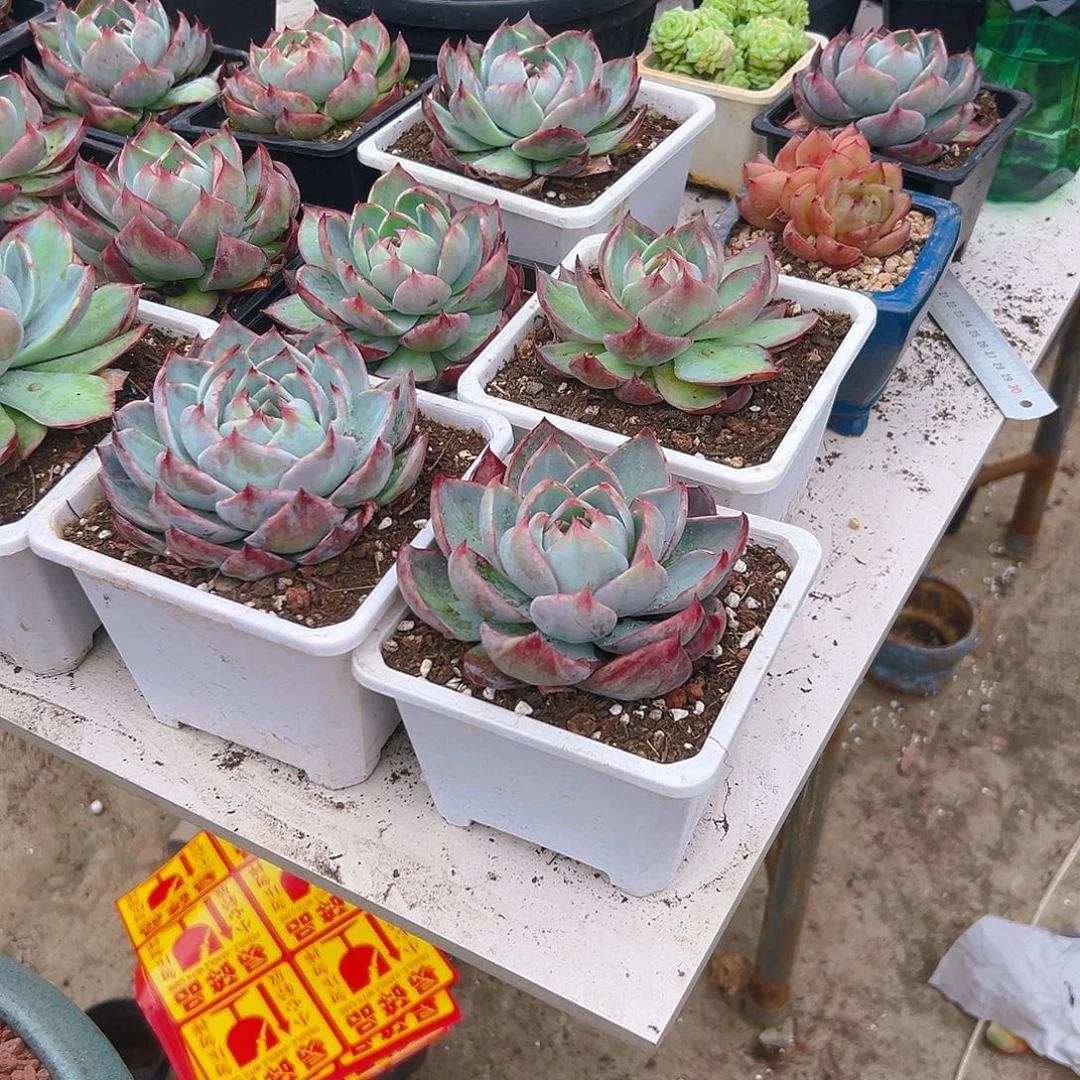 花***啦惊鸿2345789976多肉