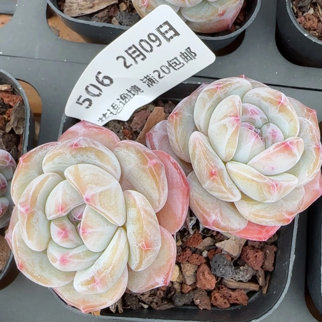 花语逸境0209-506