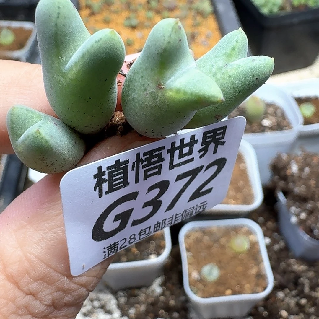 多肉植物的人生fgbb