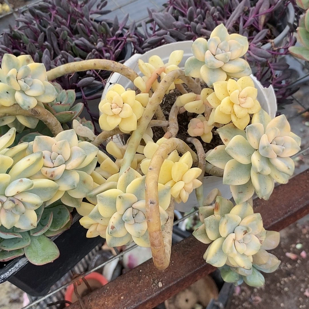 美杏锦 大盆带飘枝