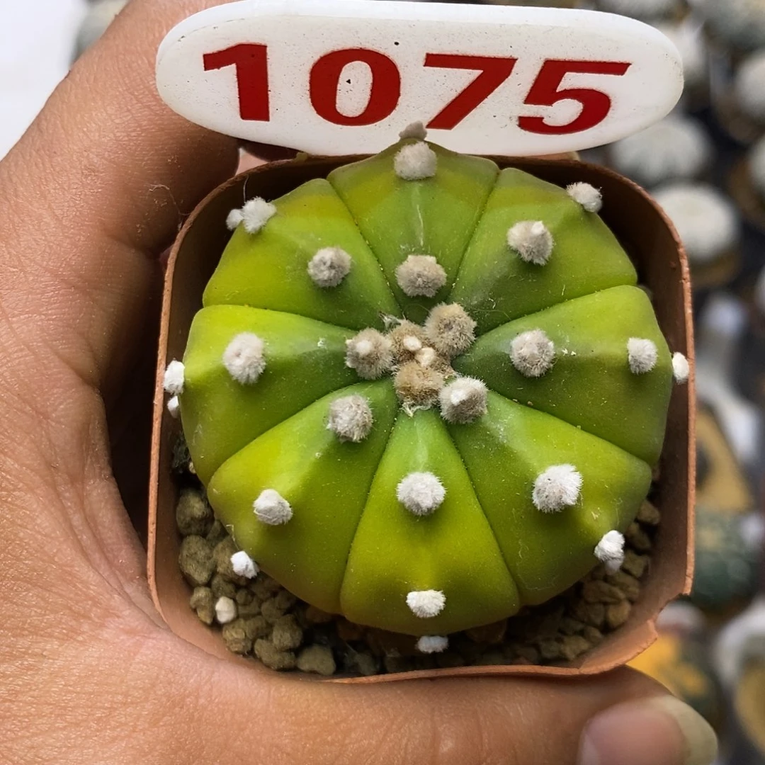 1075黄体福利特价来