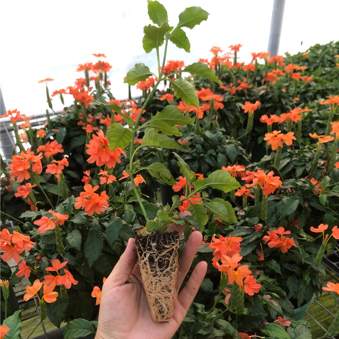 鸟尾花穴盘苗四季开花多年生室内阳台庭院观花植物好养花卉