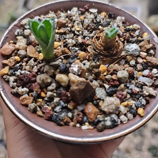 一物一拍，南非球根，！