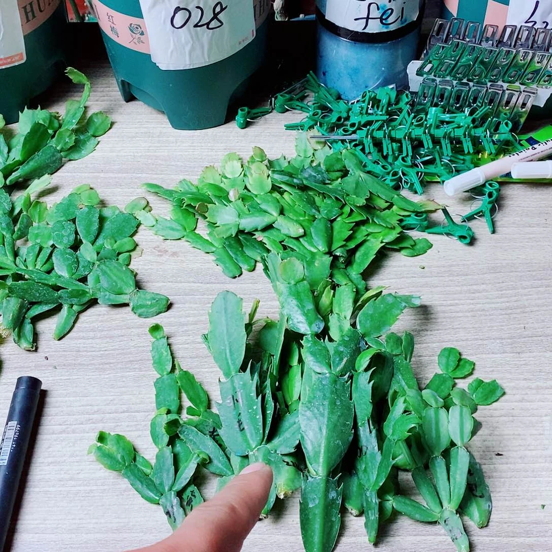 无花朵12个品种花色叶片福利