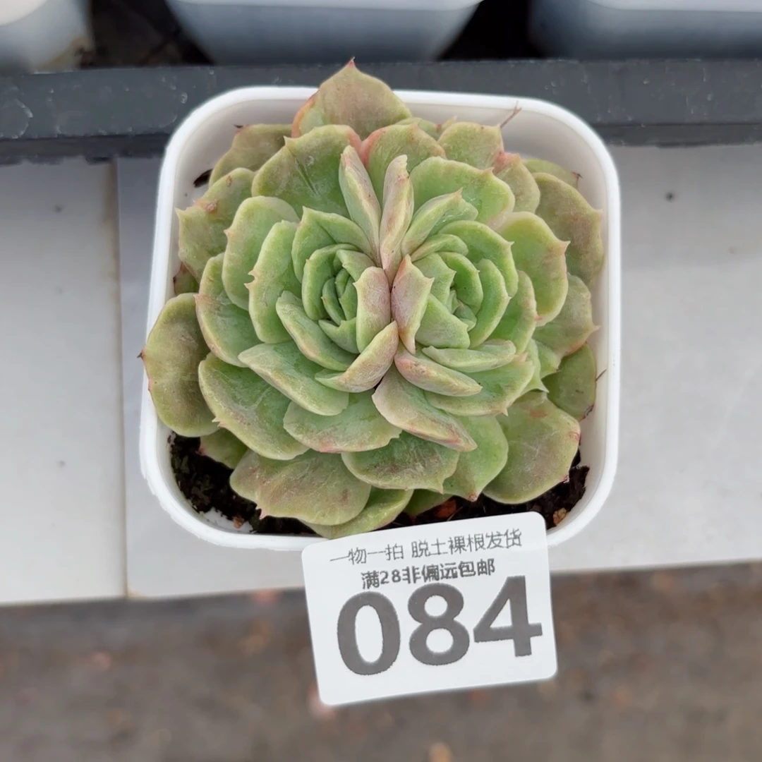 石化昂斯诺无盆土发货