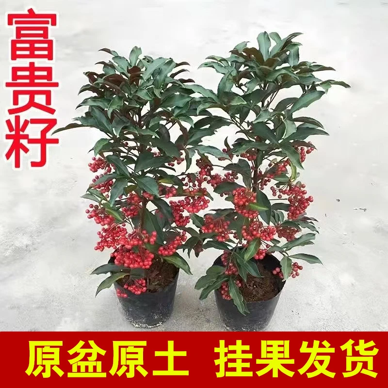 客厅富贵籽带果更好看黄金万两绿植金玉满堂盆栽植物办公室花卉