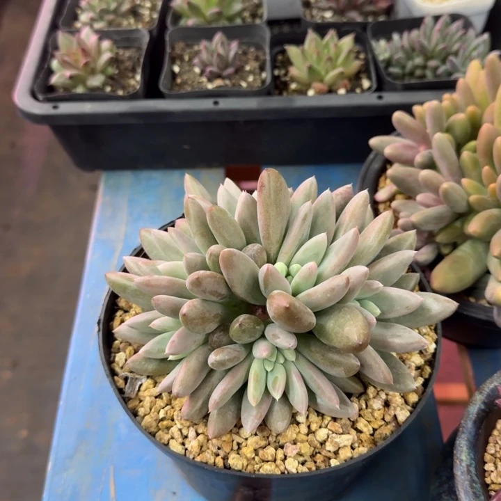 C***C群生不知名一物一拍