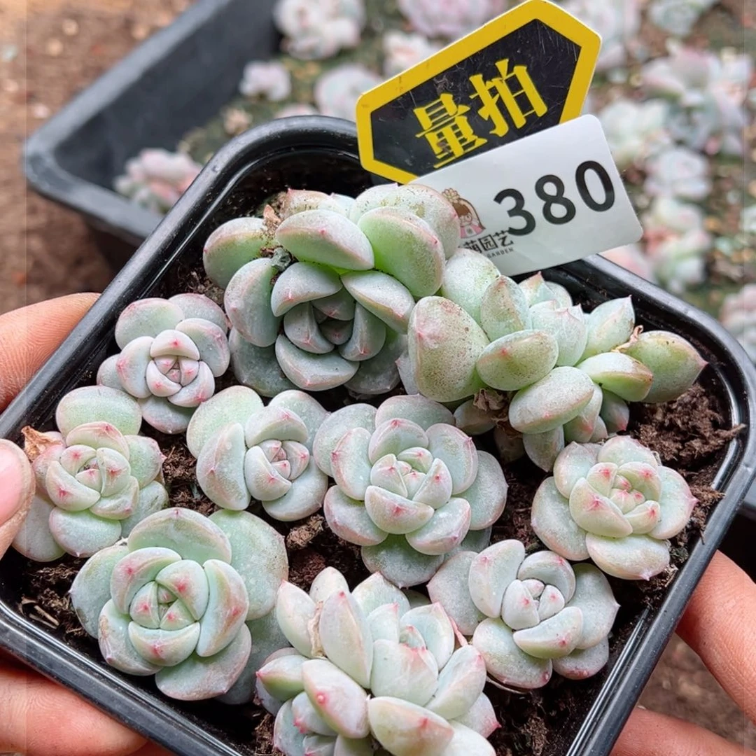 多肉植物多肉植物n