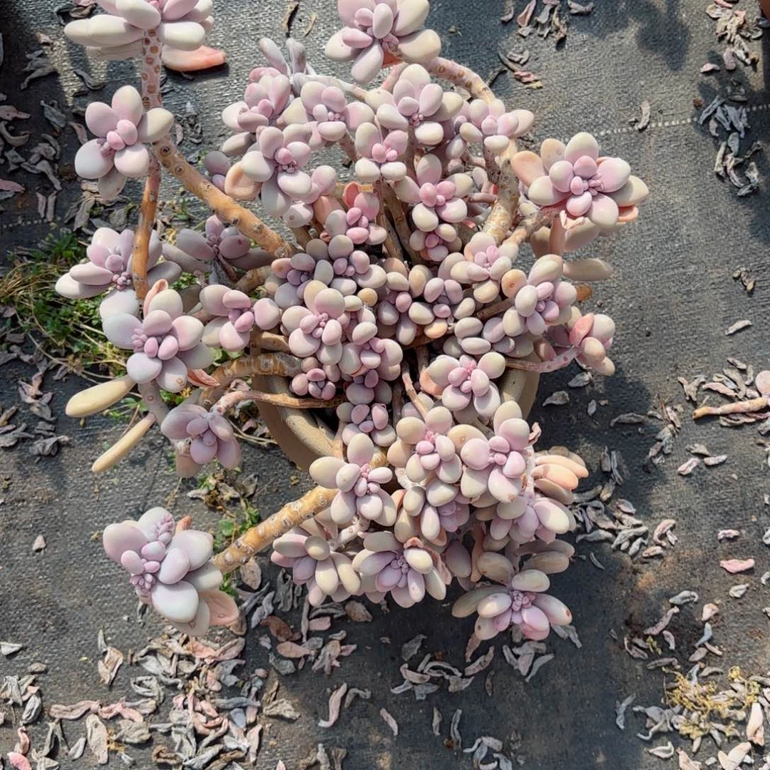 嘉***馆桃蛋17-14。