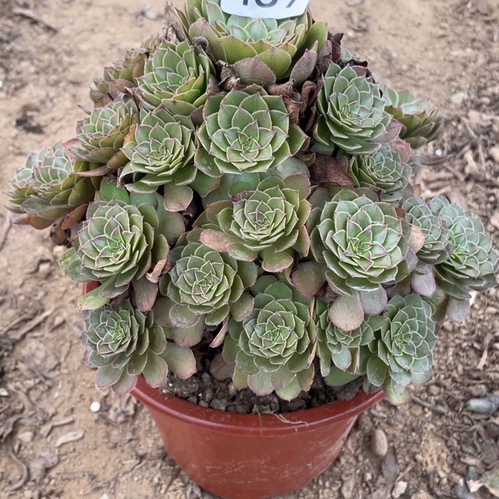 全部花朵459多肉植物红魔