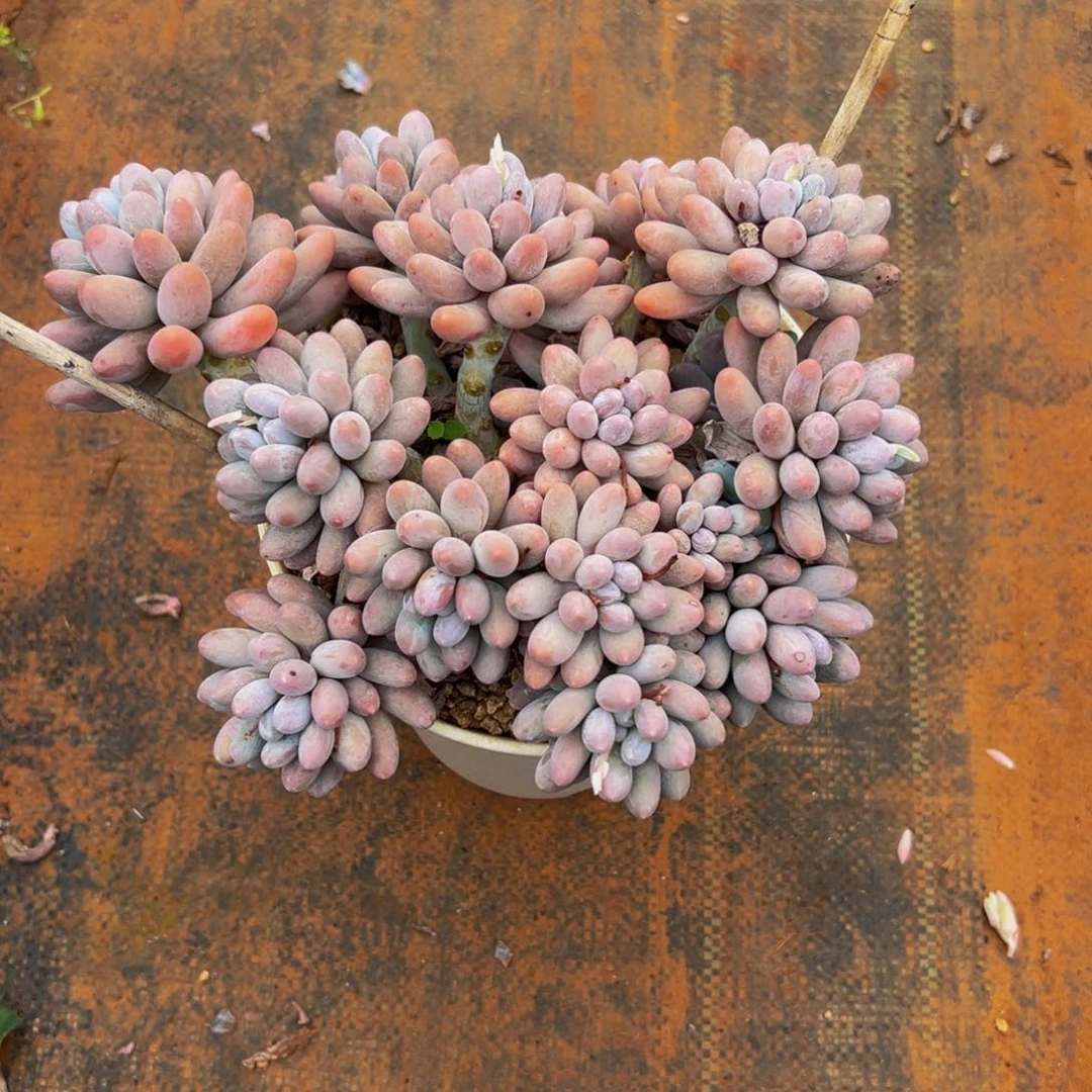 智*星遇见多肉园艺智多星汤圆