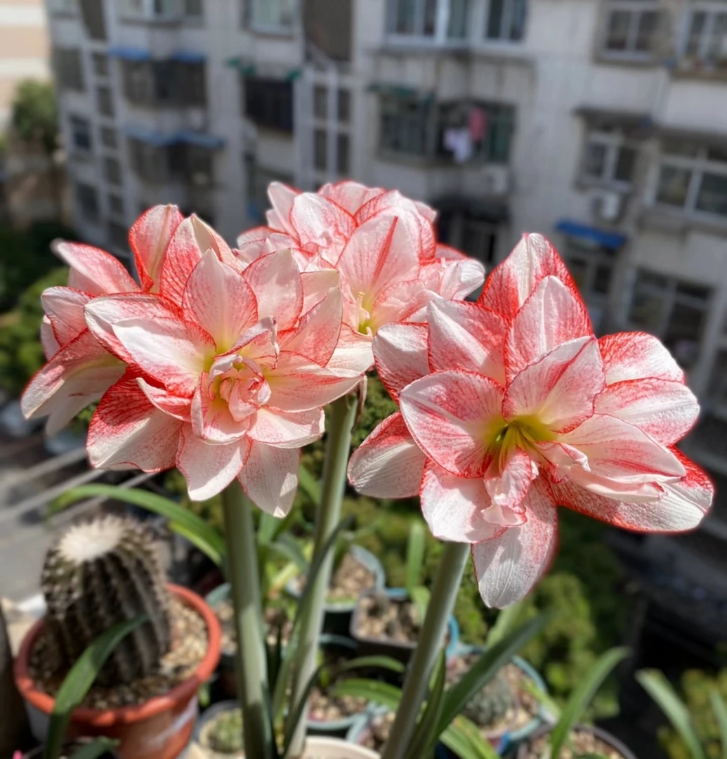 【条纹戴丝】荷兰进口朱顶红