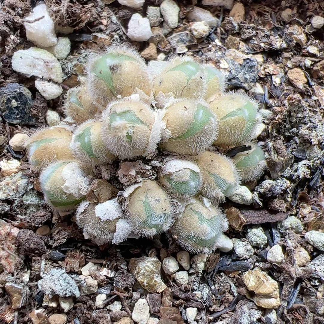 【闪购商品】128 毛球