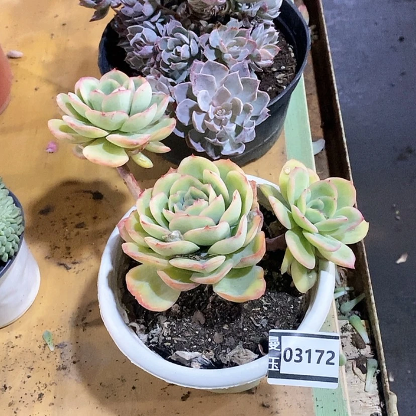 【闪购商品】直*晨露03172