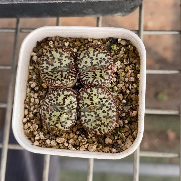 伯克利的故事是一个人在