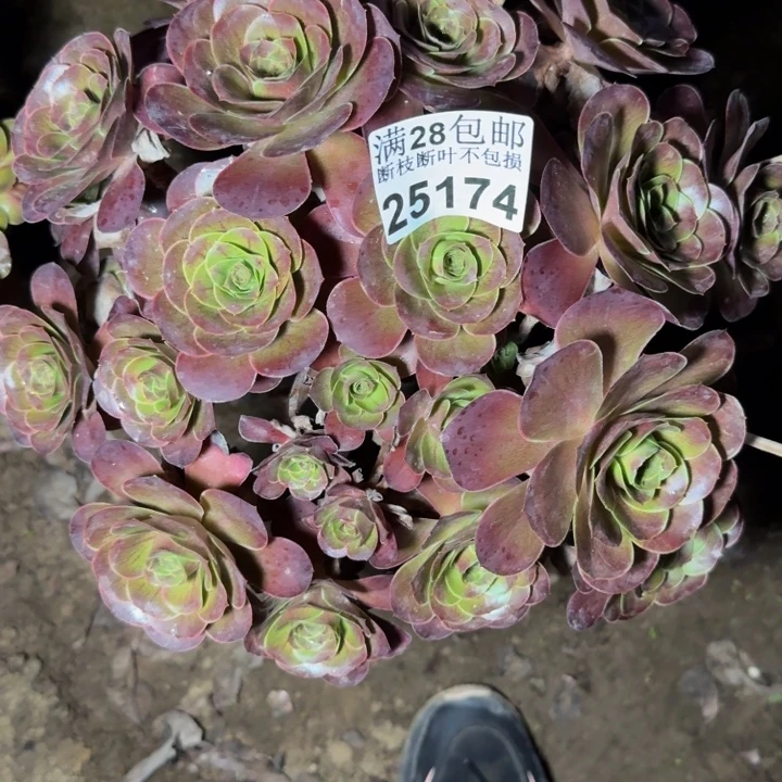 25174魅金玫瑰多肉植物