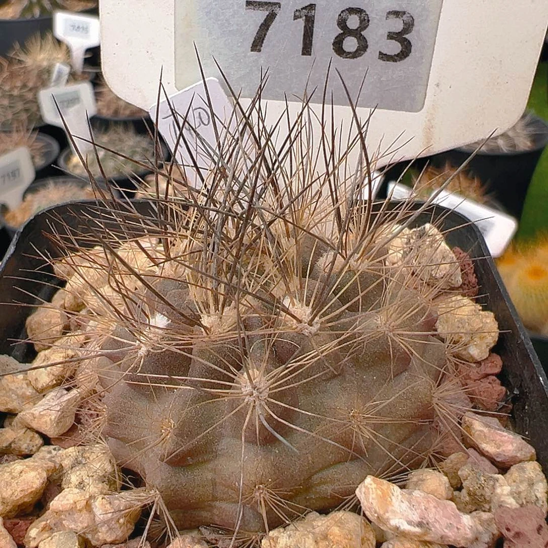 7183 智利球实生裸根发货