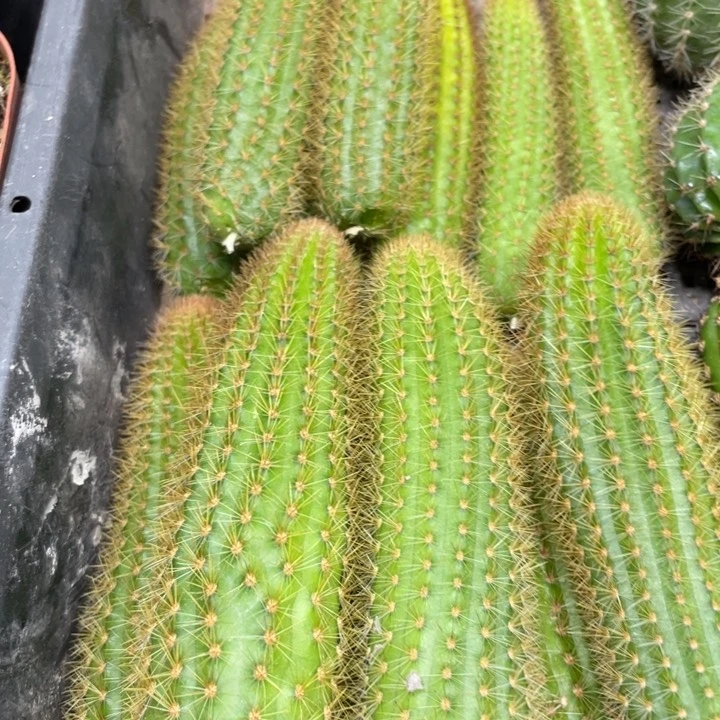 双色金妞侧芽一条新品7.88