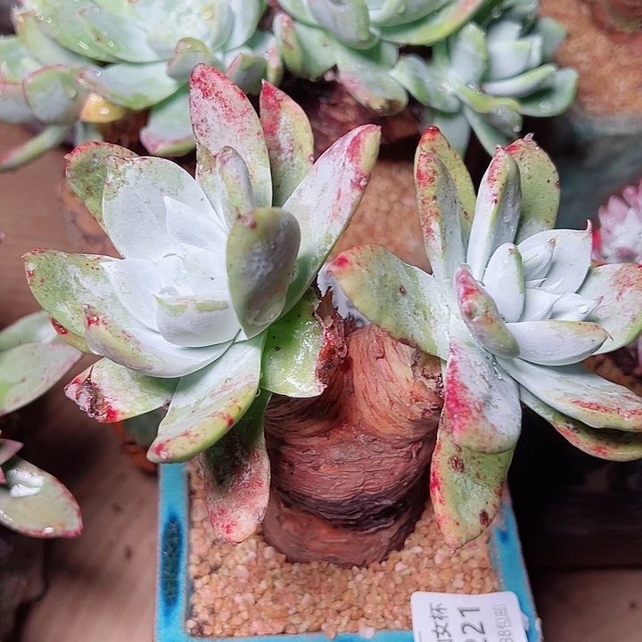 8221萨利纳仙女杯多肉