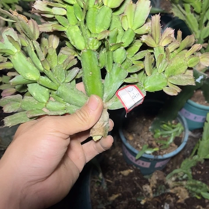 索菲亚砍头发货2-8