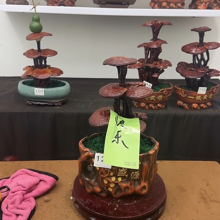 快***孩无花朵灵芝盆景居家盆景