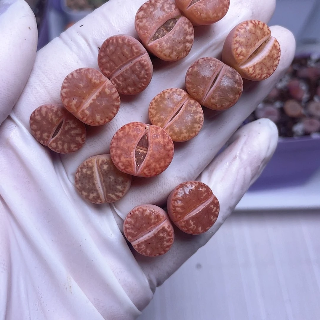 714 黄金柘榴……………………