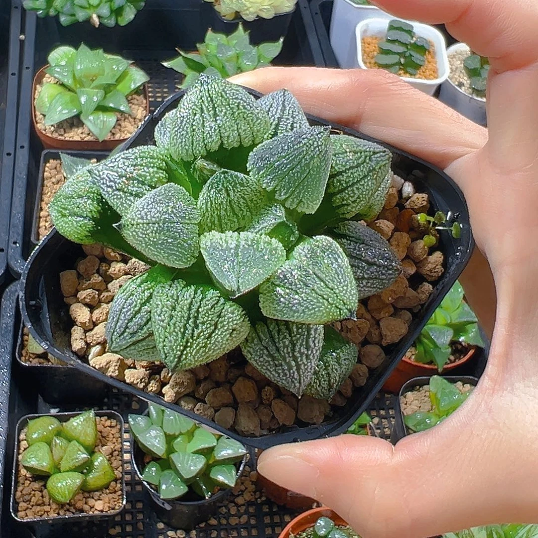 母本雪魔寿多肉多肉