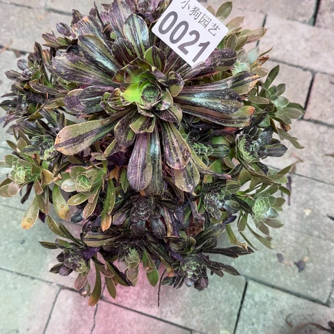 ?****）水墨丹青多肉植物0021寄养