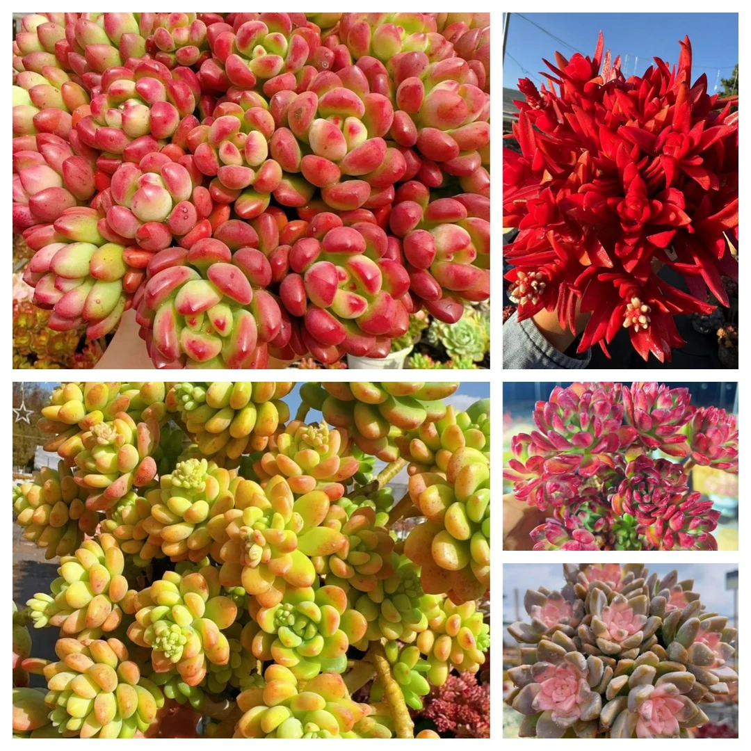 X香格里拉 组合 新手好养带盆栽好美观多肉植物秋季