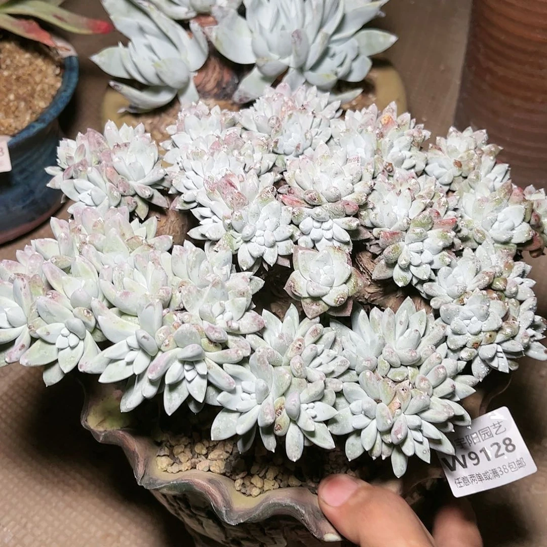 @***姐9128白姆瑞吉娜仙女杯多肉